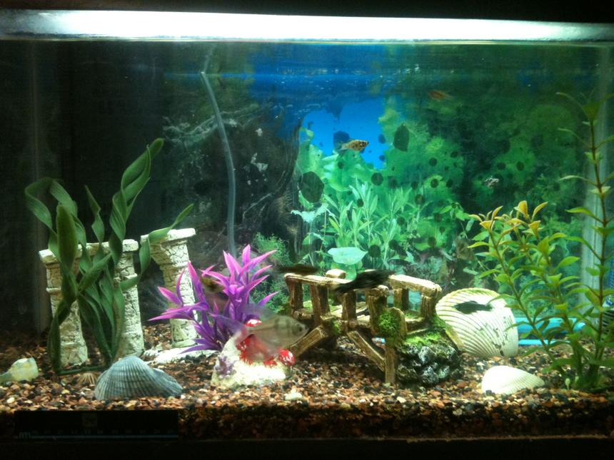 Rated #3567: 10 Gallons Freshwater Fish Tank - 10 Gallons of Paradise. 9 baby mollys and a couple black-skirt tetras. Hard to get a solid pic when all the babies are zipping around!