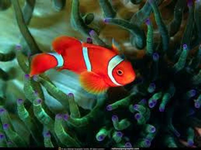 saltwater fish - premnas biaculeatus - yellowstripe maroon clownfish stocking in 55 gallons tank - my anemone