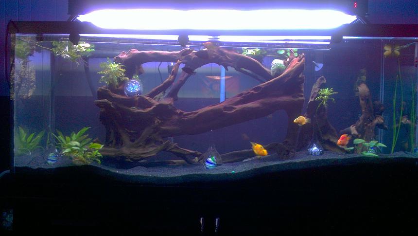 Rated #103: 150 Gallons Planted Tank - Blood parrots.