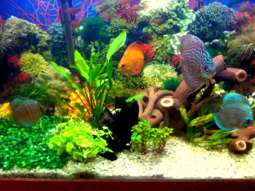 Rated #54: 55 Gallons Planted Tank - Planted with discus