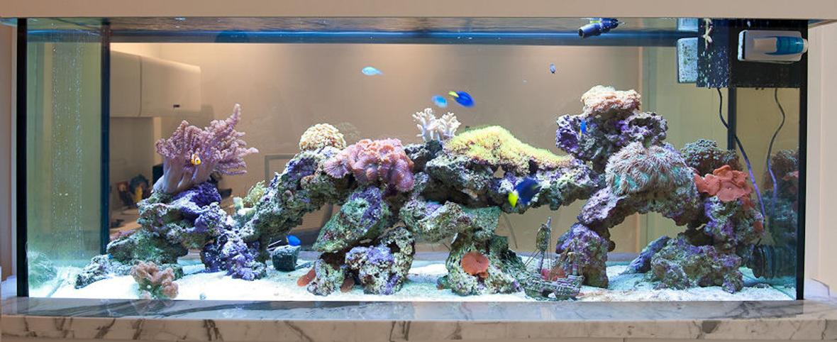 60 gallons reef tank (mostly live coral and fish) - Crucial Tank 1