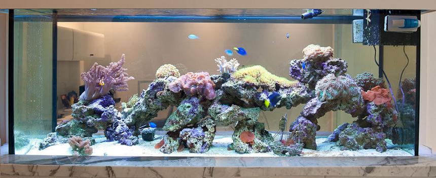 Rated #15: 60 Gallons Reef Tank - Crucial Tank 1