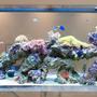 60 gallons reef tank (mostly live coral and fish) - Crucial Tank 1