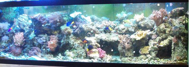 277 gallons reef tank (mostly live coral and fish) - My 125 reef display