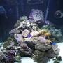 277 gallons reef tank (mostly live coral and fish) - My 93 gallon cube before hooking into my system