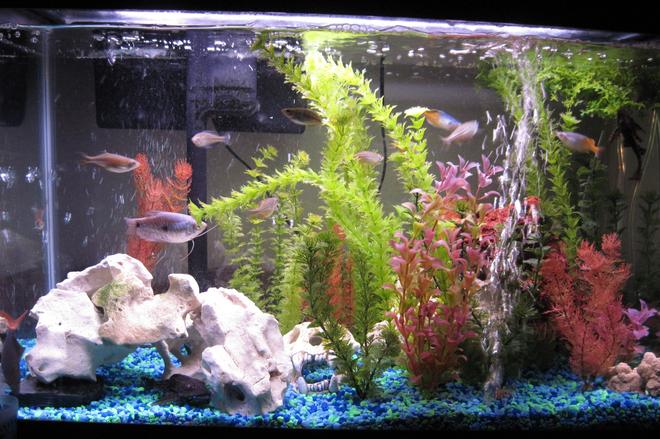 29 gallons freshwater fish tank (mostly fish and non-living decorations) - 29 gallon freshwater aquarium with artificial plants.
 - Blue Gourami (female)
 - 6 Giant Danios
 - 4 Boesmani Ranbows (2 male, 2 female)
 - Red Tailed Shark
 - 2 Julii Corydora Catfish
 - 2 Common Plecos
