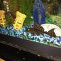 fish tank picture - Here is my sailfin pleco when he was younger. I am amazed how intelligent he seems to be - for example he imitates the other fish in the tank and tries to eat food off the water surface, and he follows me around as I move around the room, and competes with the angel for my attention. Is this unusual for plecostomus catfish?