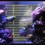 55 gallons reef tank (mostly live coral and fish) - front view of my 55g lit by 30 gu10 leds