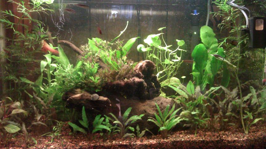 Rated #71: 30 Gallons Planted Tank - 6500k lighting, flourite substrate,
mopani wood, Hagen Elite Mini
Underwater Submersible Filter for
added water flow. 

Pants mostly crypts will list
later...
