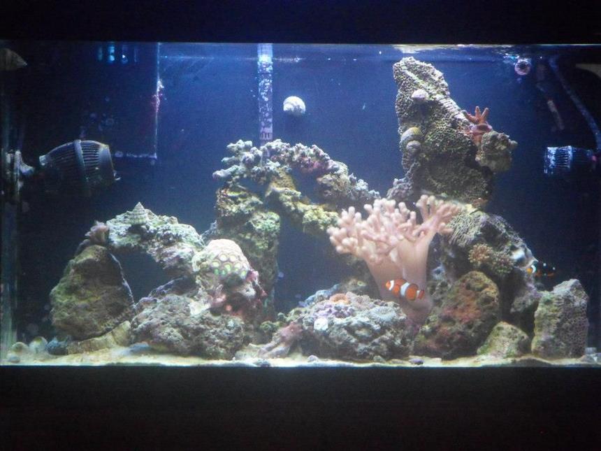 Rated #12: 33 Gallons Saltwater Fish Tank - One Year Old, Always in progress!