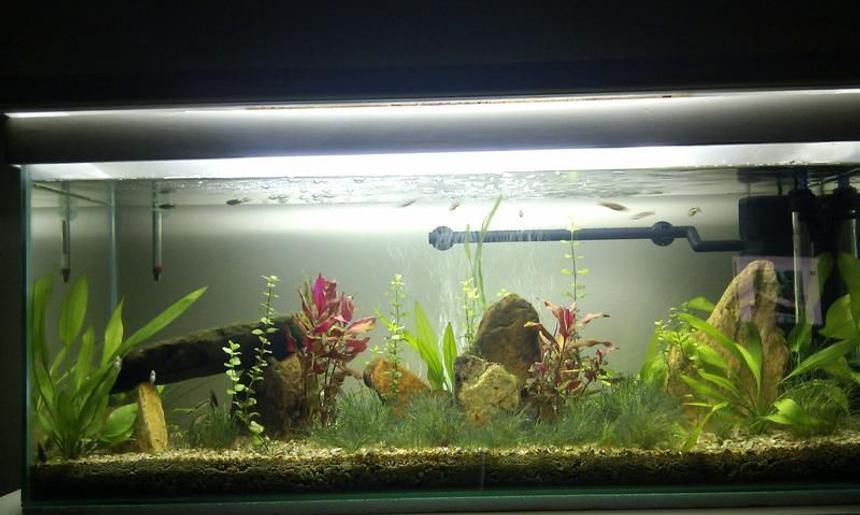 Rated #96: 20 Gallons Planted Tank - 20 gal long planted low tech