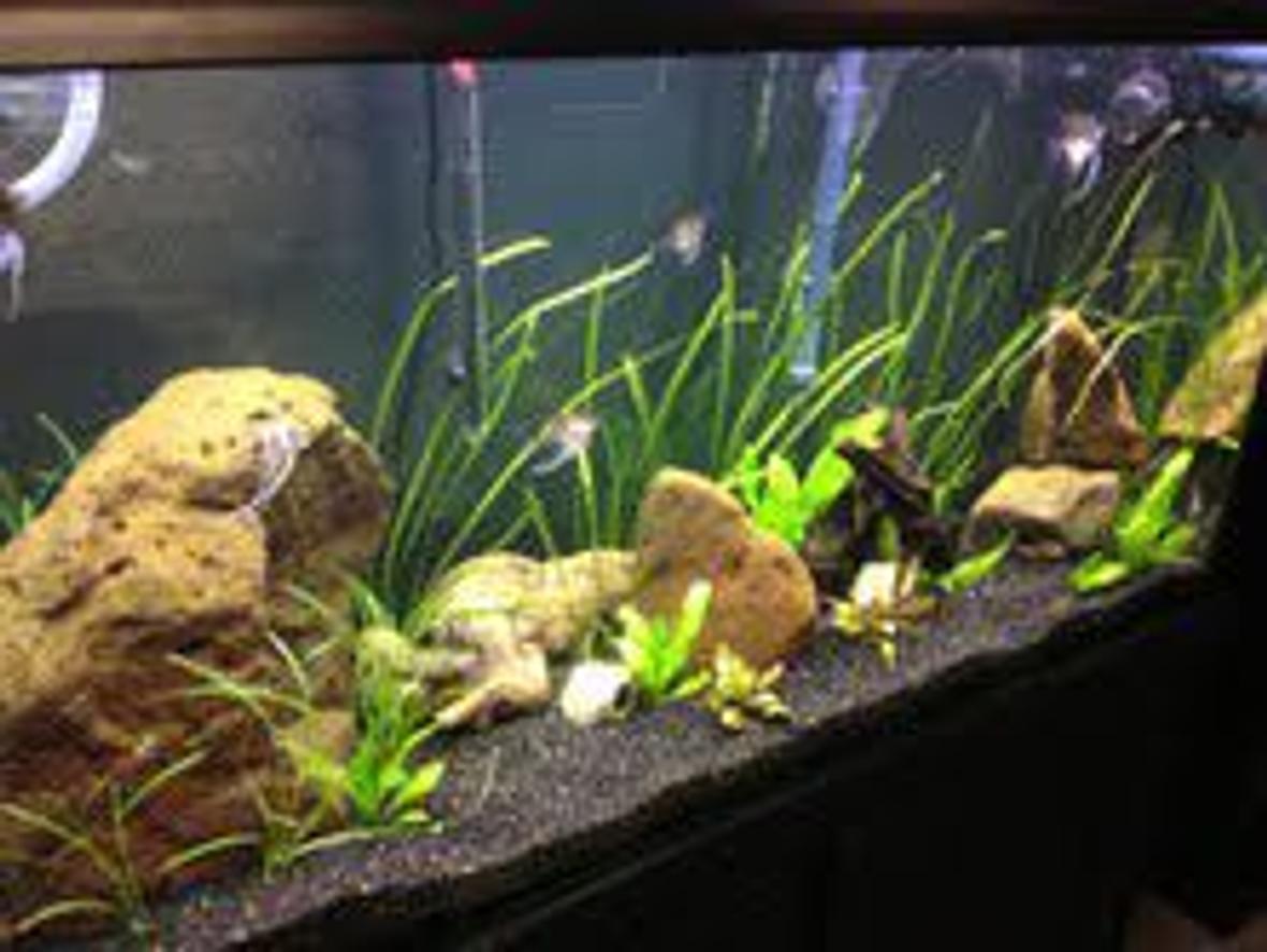 75 gallons planted tank (mostly live plants and fish) - Visio 75 Gal Tall planted, Aquatic Life 54w x 4 T5, Ehiem 2075 canister filter.