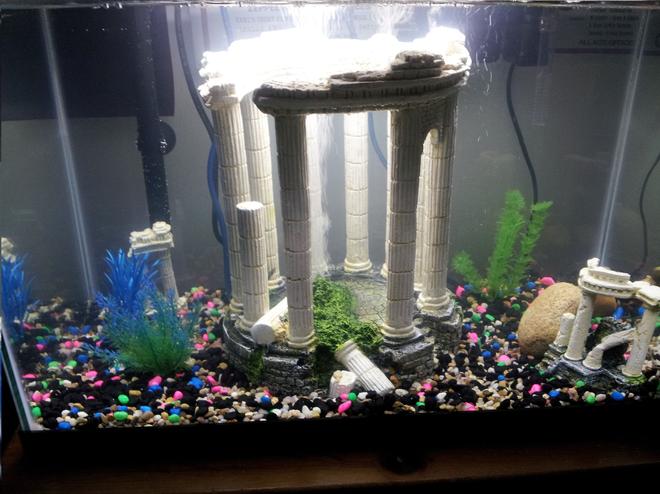 20 gallons freshwater fish tank (mostly fish and non-living decorations) - Aquarius Tranquilitus - 20 Gallons Tank with Heater for tropical setup.