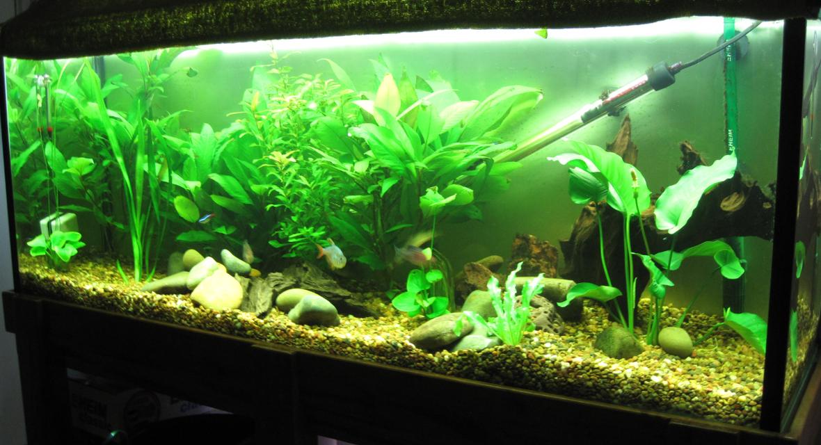 52 gallons planted tank (mostly live plants and fish) - das tank