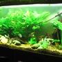 52 gallons planted tank (mostly live plants and fish) - das tank