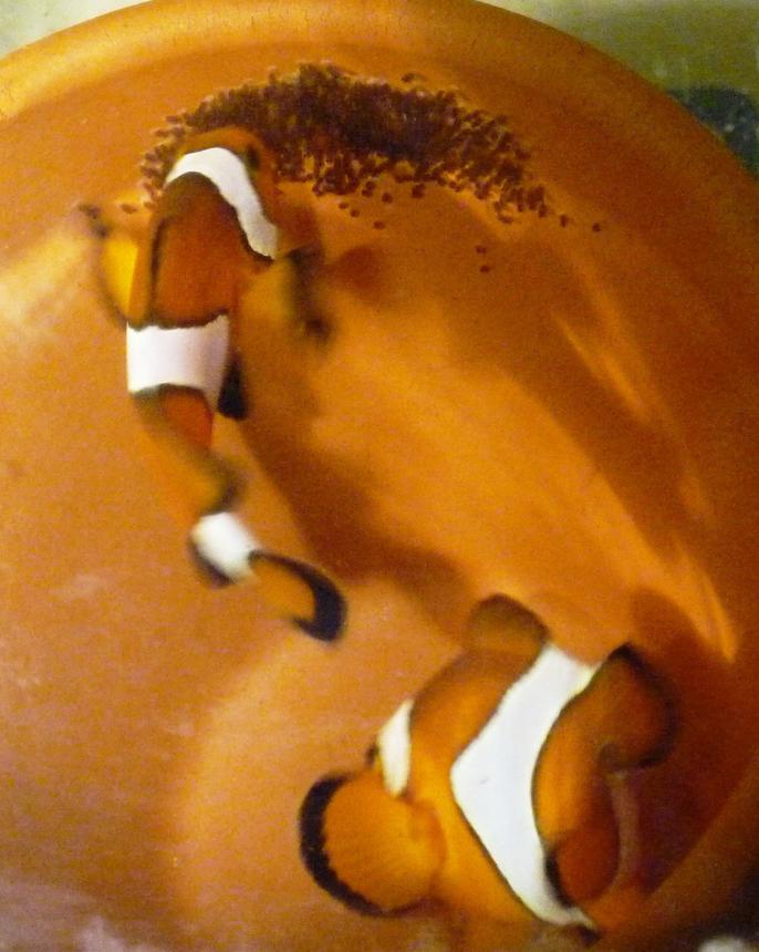 saltwater fish - amphiprion percula - true percula clownfish stocking in 92 gallons tank - Clownfish breeding