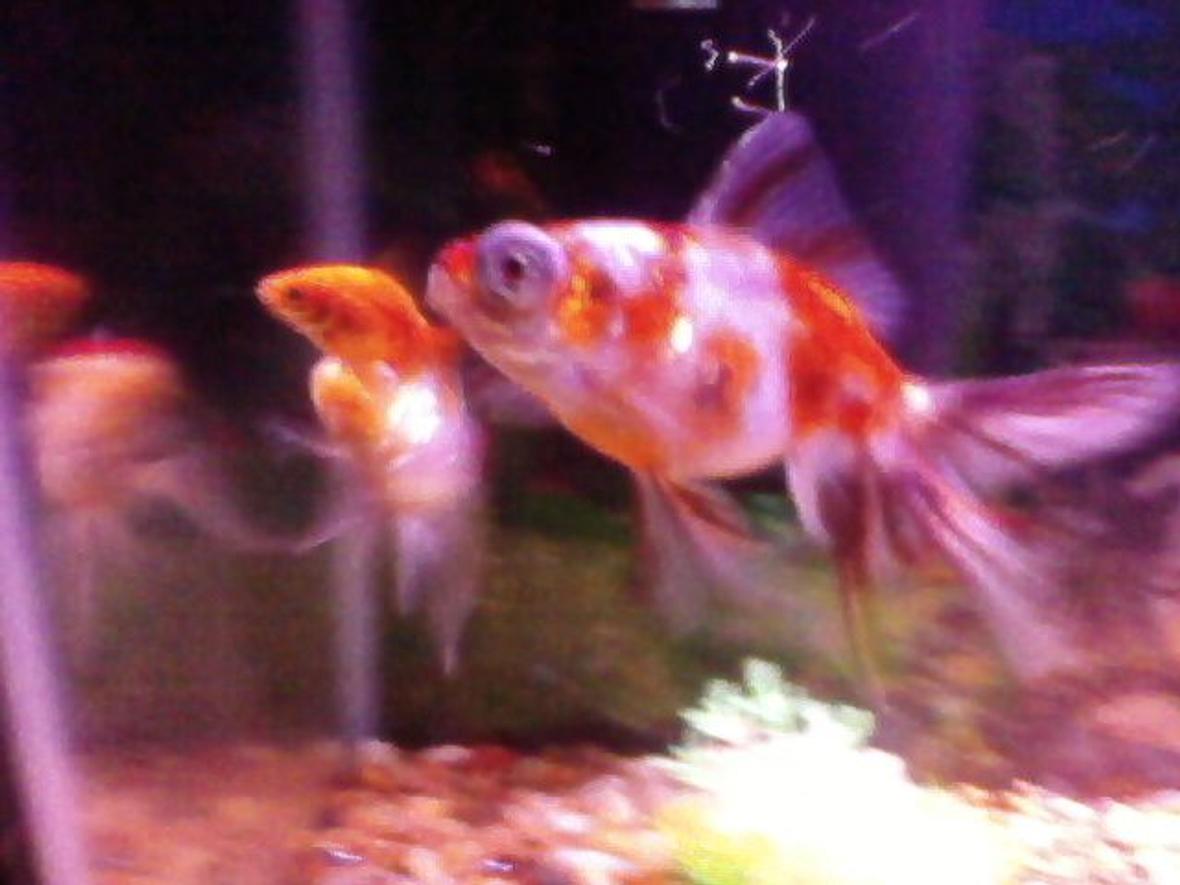 freshwater fish - carassius auratus - ryukin goldfish stocking in 20 gallons tank - the gang