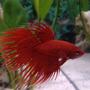 freshwater fish - betta splendens - crown tail betta stocking in 6 gallons tank - My Red CrownTail Male Betta Fish
