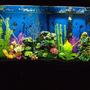 fish tank picture - My 60 gallon. Fake plants