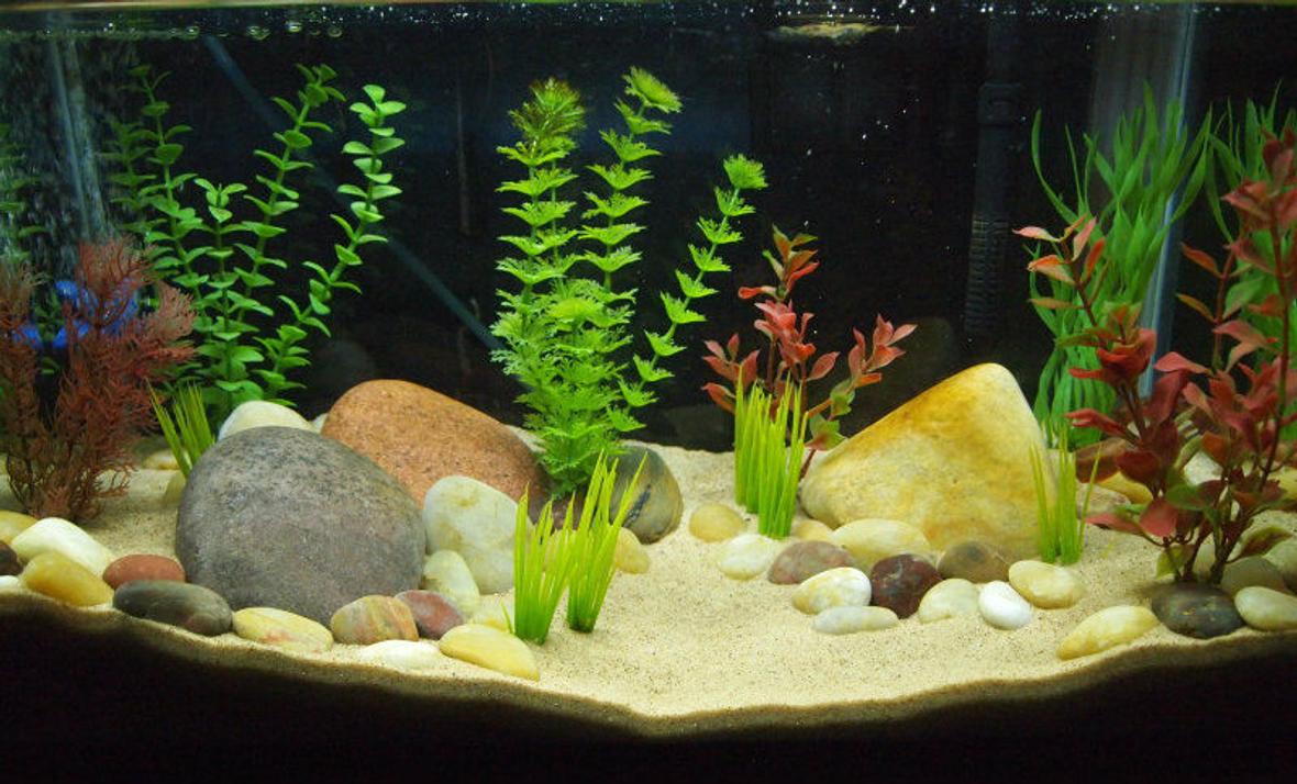 10 gallons freshwater fish tank (mostly fish and non-living decorations) - 10 gallon newt tank. Used to be a betta tank.