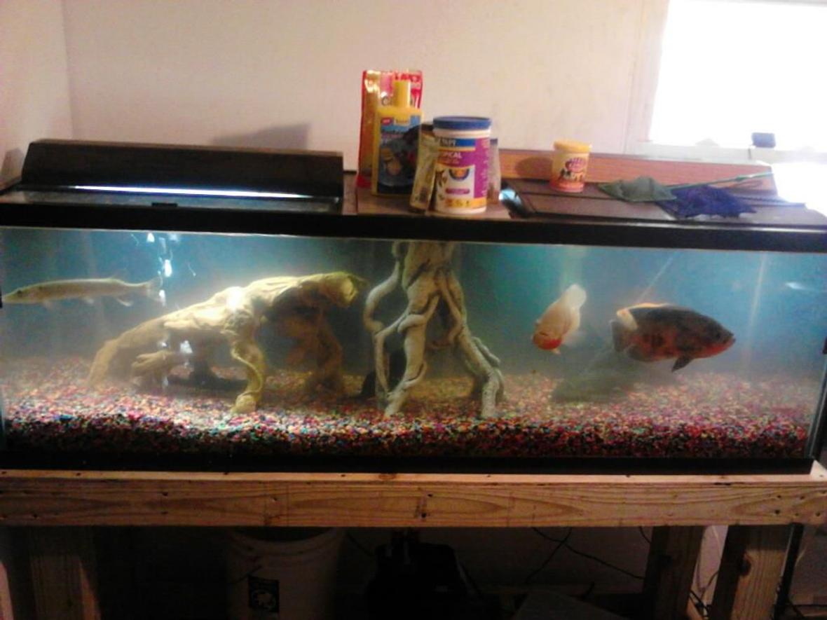 100 gallons freshwater fish tank (mostly fish and non-living decorations) - 100 gal tank