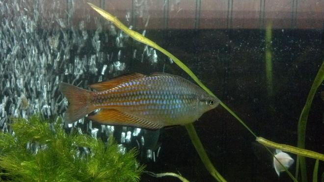 freshwater fish - melanotaenia splendida - australian rainbow stocking in 55 gallons tank - My Australian/ Turquoise Rainbow fish