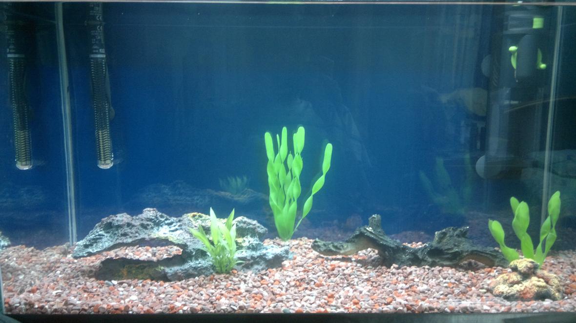 20 gallons freshwater fish tank (mostly fish and non-living decorations) - My Fish tank before adding any fish during the waiting period for the useful bacteria to settle in.
