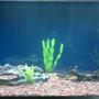 20 gallons freshwater fish tank (mostly fish and non-living decorations) - My Fish tank before adding any fish during the waiting period for the useful bacteria to settle in.