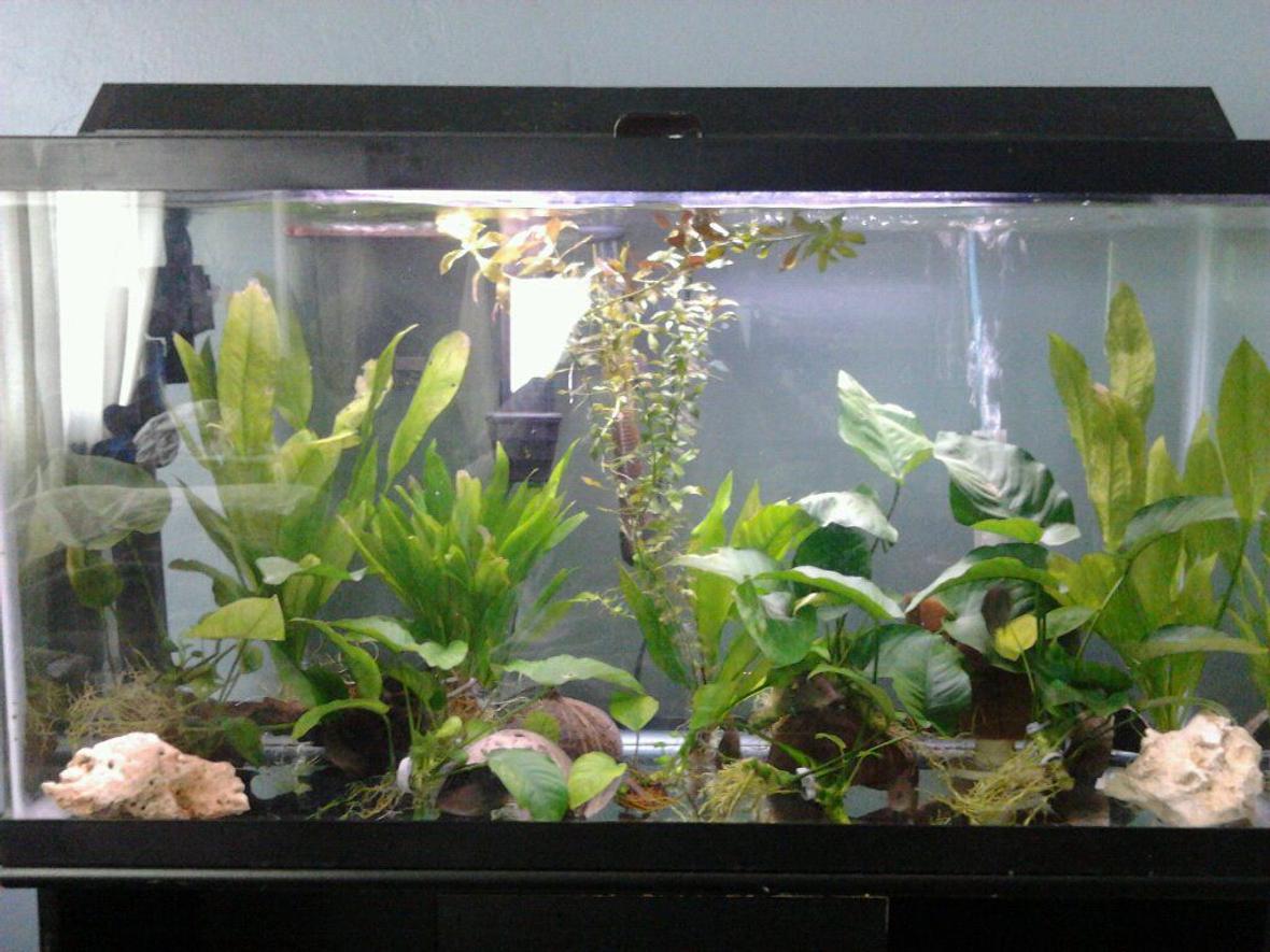 40 gallons planted tank (mostly live plants and fish)