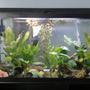 40 gallons planted tank (mostly live plants and fish)