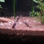 freshwater fish - corydoras aeneus - bronze cory stocking in 50 gallons tank - bronze corys