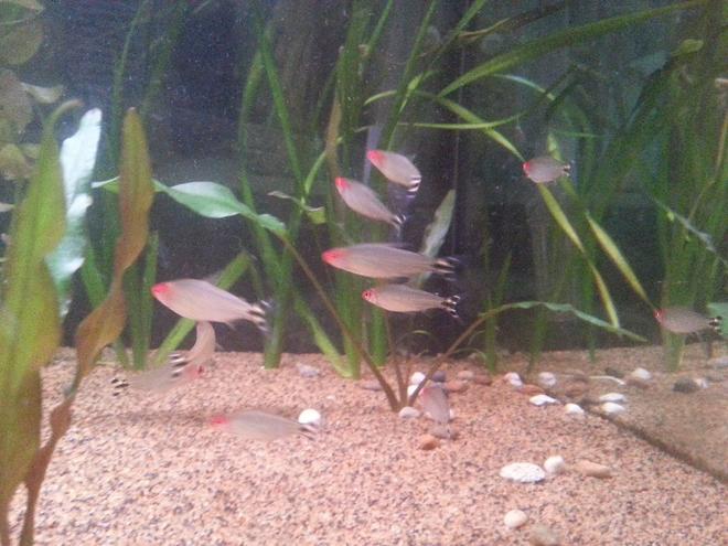 freshwater fish - hemigrammus bleheri - true rummynose tetra stocking in 50 gallons tank - rummynose tetras
