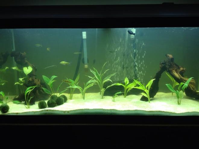 75 gallons planted tank (mostly live plants and fish) - 75 Gallon tank, mostly swords in the tank. Mopani wood, white sand. 2 banded leo's, 4 scisor tails, 1 high fin pleco, 1 Dinosaur bichir, 1 marble gar, 1 rainbow shark, 1 striped raphel catfish.