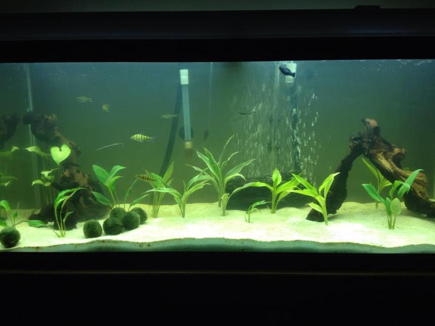 Rated #118: 75 Gallons Planted Tank - 75 Gallon tank, mostly swords in the tank. Mopani wood, white sand. 2 banded leo's, 4 scisor tails, 1 high fin pleco, 1 Dinosaur bichir, 1 marble gar, 1 rainbow shark, 1 striped raphel catfish.