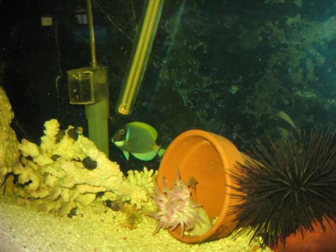 saltwater fish - acanthurus leucosternon - powder blue tang stocking in 55 gallons tank - my powder blue