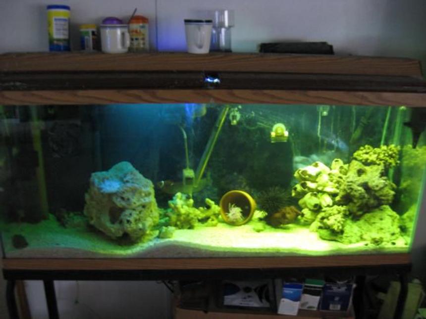 Rated #25: 55 Gallons Saltwater Fish Tank - This is my 55 still a work in progress