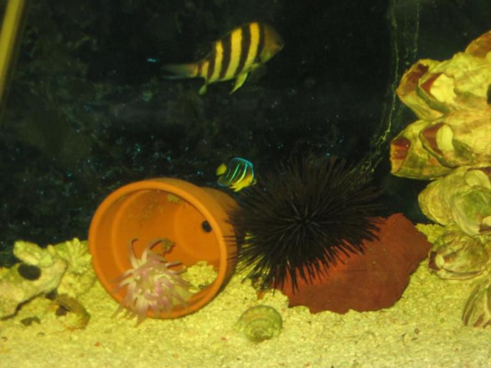 corals inverts - pseudoboletia sp. - purple short spine pincushion urchin stocking in 55 gallons tank - this is a pic of my purple short spine sea urchin one of the anemone and my blue angle and one of my zebra damsels