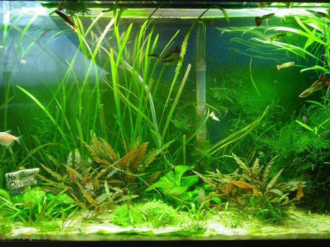 30 gallons planted tank (mostly live plants and fish) - 30 Gallon family tank