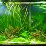 30 gallons planted tank (mostly live plants and fish) - 30 Gallon family tank