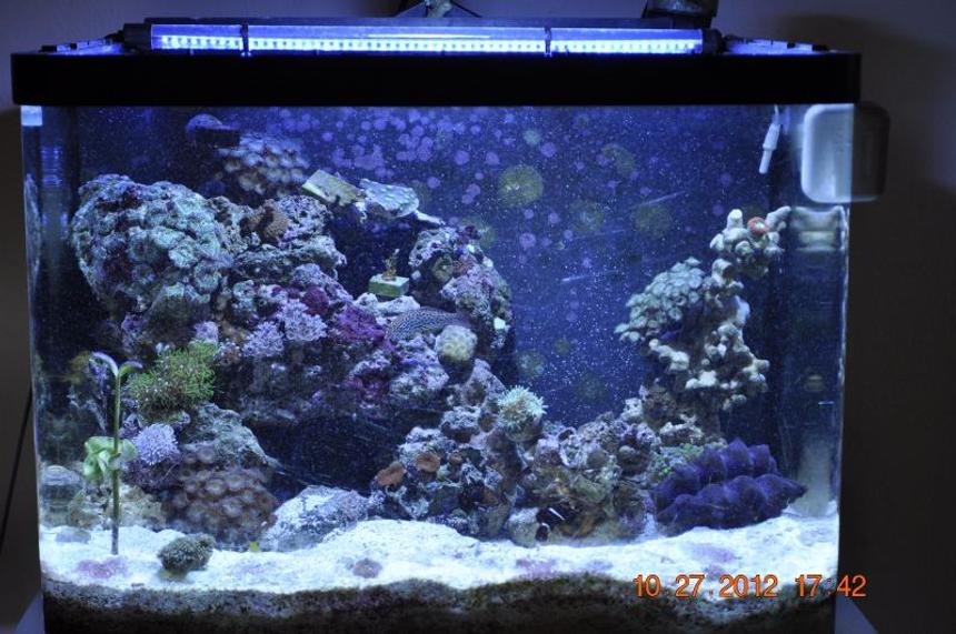 Rated #63: 30 Gallons Reef Tank - Reef after re-rockworking