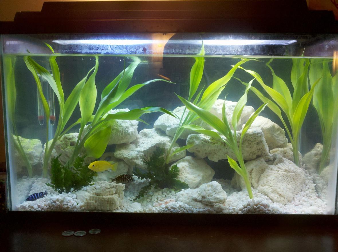 10 gallons planted tank (mostly live plants and fish) - my first tank