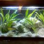 10 gallons planted tank (mostly live plants and fish) - my first tank