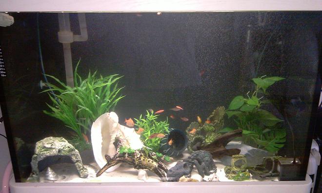 80 gallons freshwater fish tank (mostly fish and non-living decorations) - My tank is about 80 gallon, mainly I have are barbs (albino/regular strips), I dont know the name of the rest but I'll update this soon.