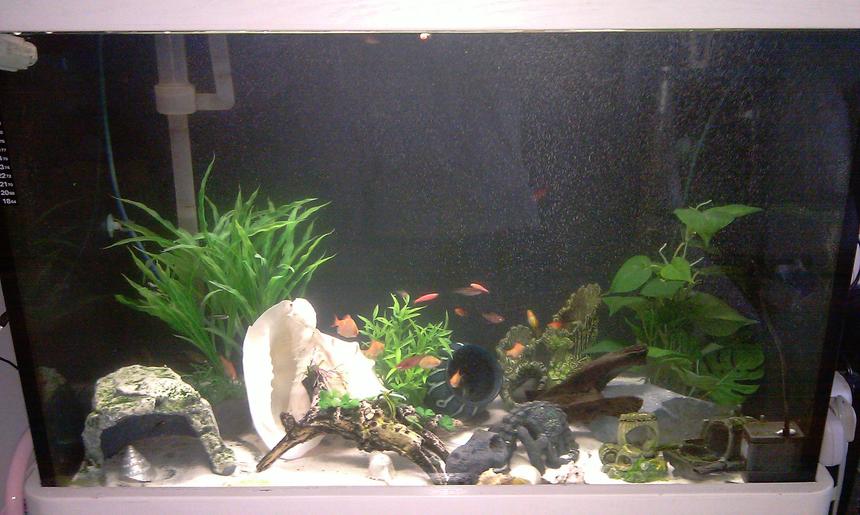 Rated #3224: 80 Gallons Freshwater Fish Tank - My tank is about 80 gallon, mainly I have are barbs (albino/regular strips), I dont know the name of the rest but I'll update this soon.