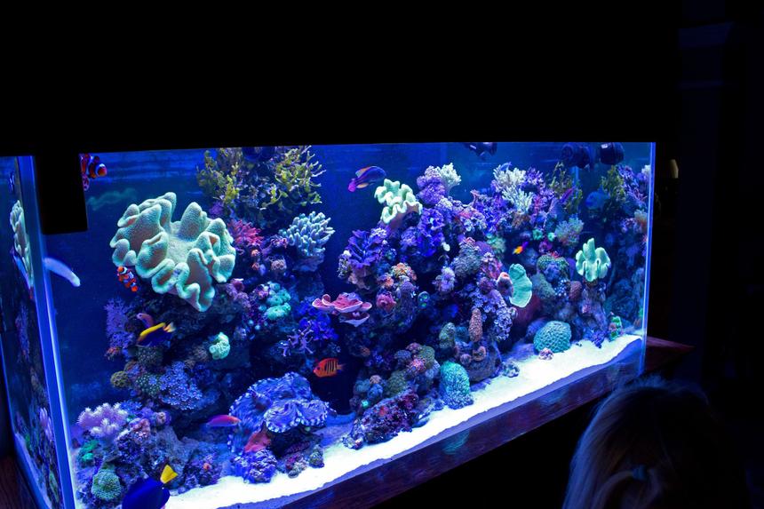 Rated #1: 140 Gallons Reef Tank - FTS