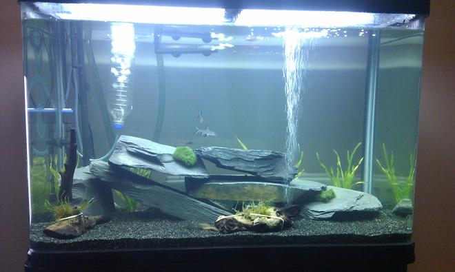 55 gallons freshwater fish tank (mostly fish and non-living decorations) - My tank as of 21/12/2012