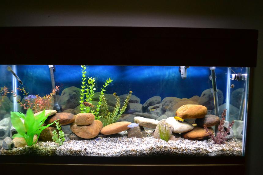 Rated #70: 55 Gallons Freshwater Fish Tank - 55 gal Malawi