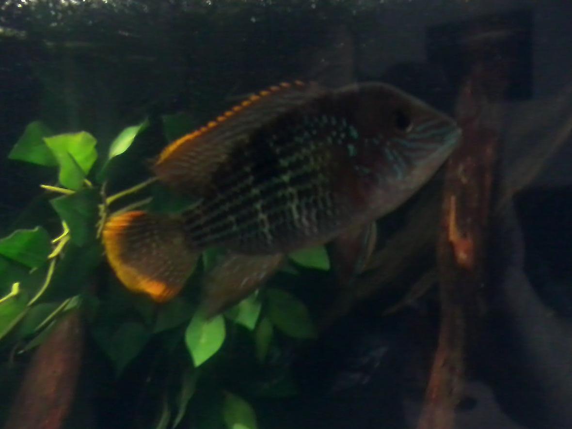 freshwater fish - aequidens rivulatus - green terror stocking in 60 gallons tank - My alpha male Tyr