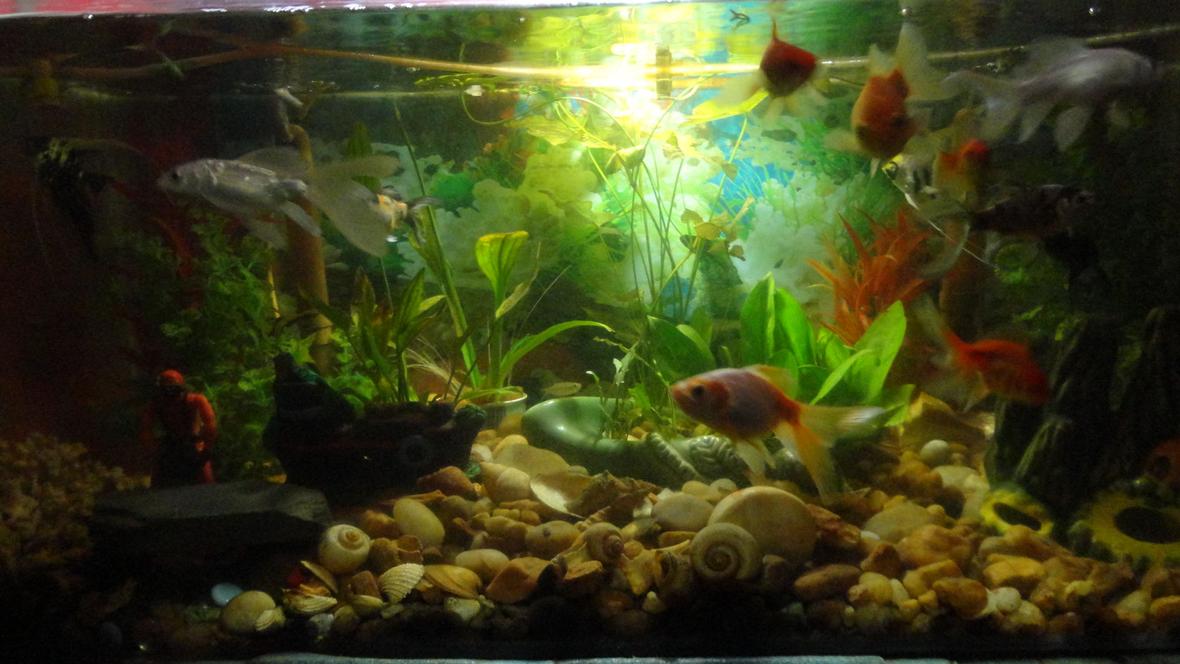 55 gallons freshwater fish tank (mostly fish and non-living decorations) - 55gl freshwater fish tank