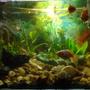 55 gallons freshwater fish tank (mostly fish and non-living decorations) - 55gl freshwater fish tank